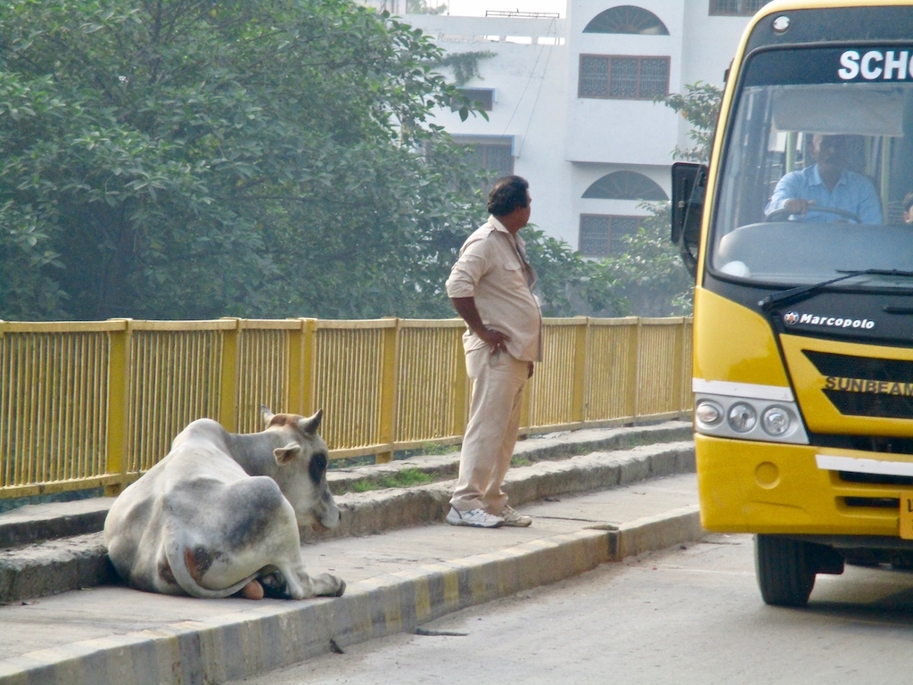 Indien: Kuh und Mann in Varanasi