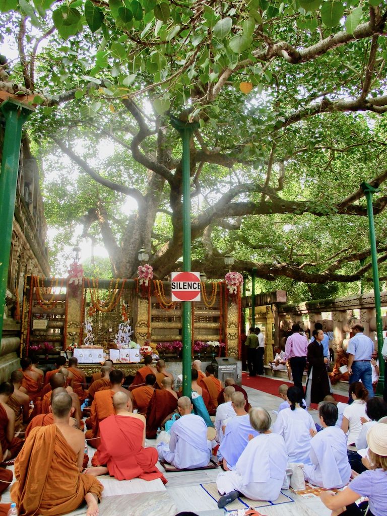 Buddhismus in Indien Unter Buddhas Baum