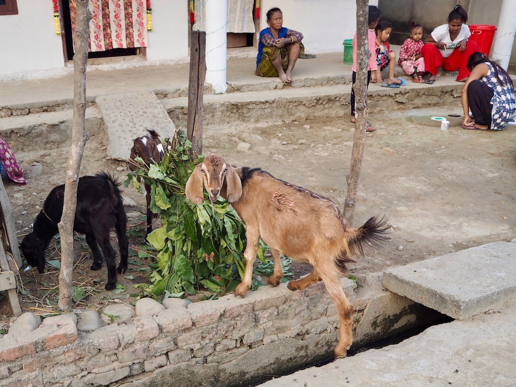 Ziege im Tharu-Dorf im Chitwan Nationalpark