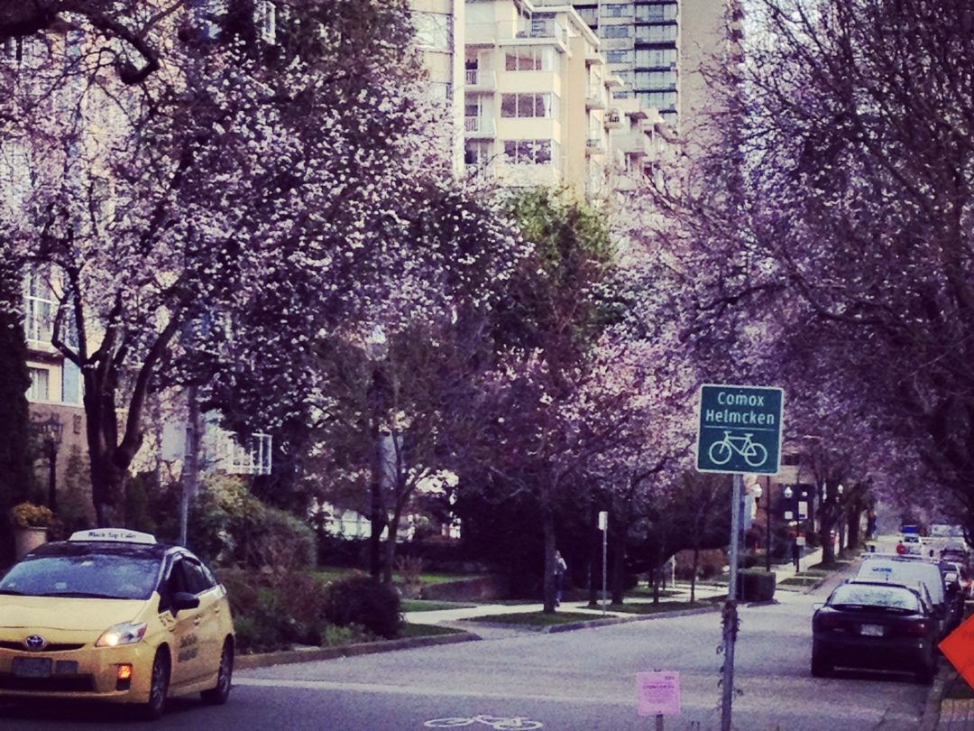 Kirschblüten in Vancouver