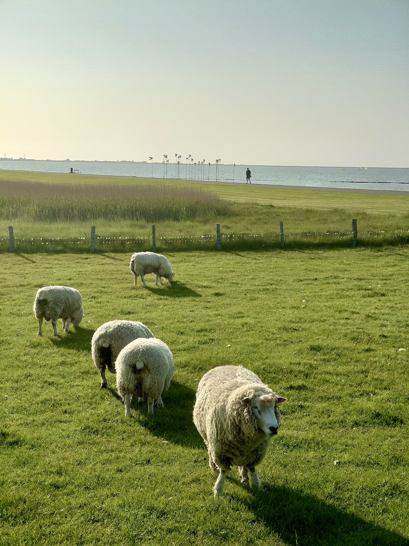 Schafe auf einer Wiese in Husum